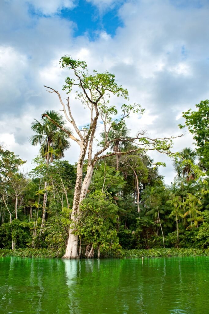 Brazil Luxury Discovery Amazon and Manaus Journey