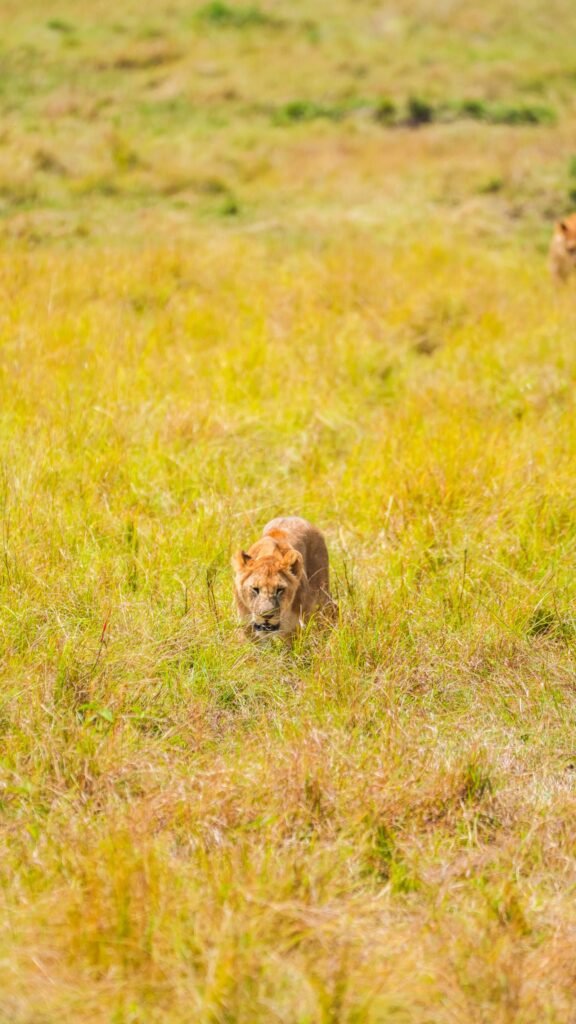 Maasai Mara Private Dawn Game Drive