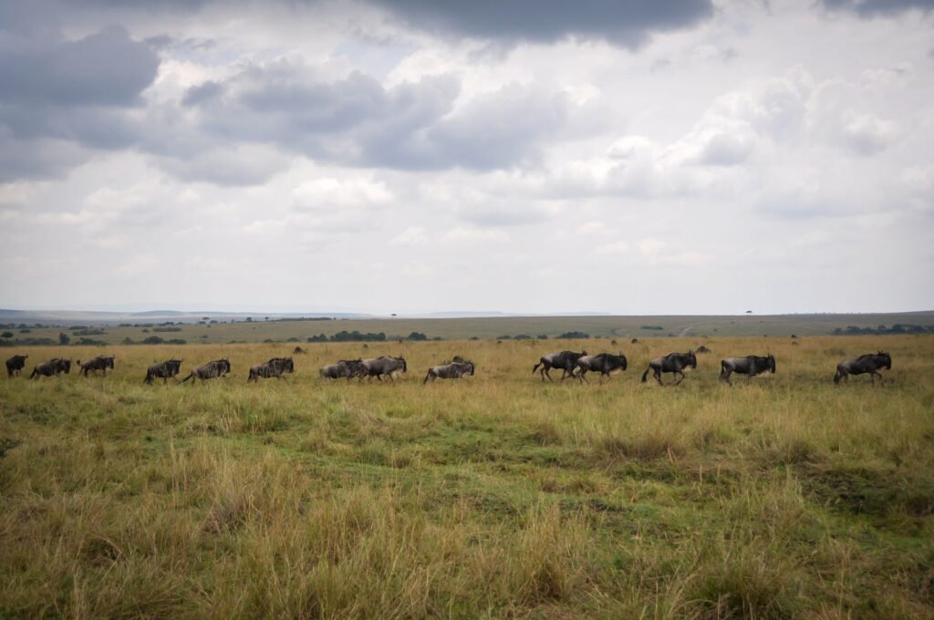 Kenya Signature Maasai Mara Journey