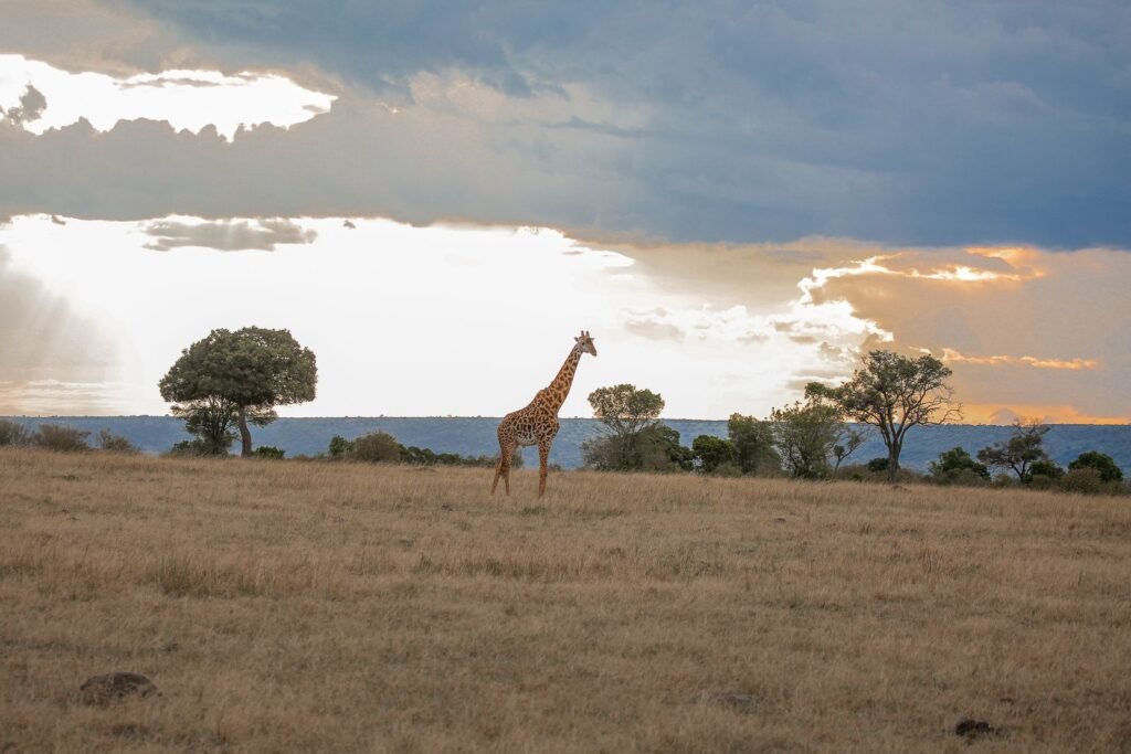 Kenya Visitor Visa Concierge for Indonesian Passport Holders
