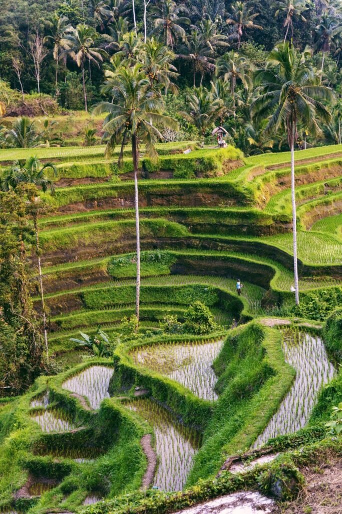 Bali Premium Private Chauffeur Multi-Day