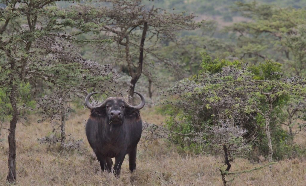 Laikipia Private Conservation Walk